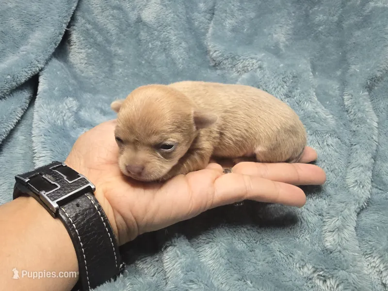 Rune-AKC – Chihuahua puppy for sale in Crockett, TX