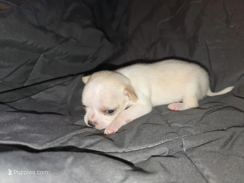 Bellatrix – Chihuahua puppy for sale in Crockett, TX