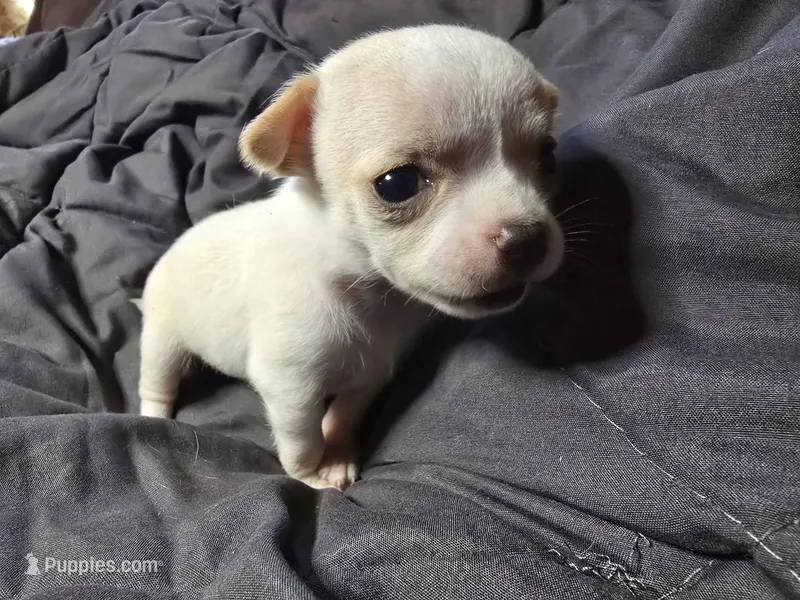 Bellatrix – Chihuahua puppy for sale in Crockett, TX