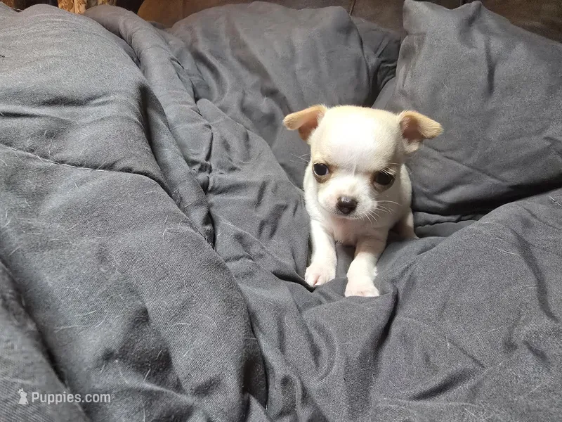 Bellatrix – Chihuahua puppy on hold in Crockett, TX