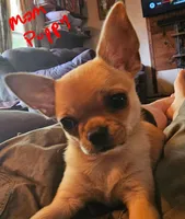 Bellatrix, a female Chihuahua for sale in Crockett, TX – Photo 8 of 9