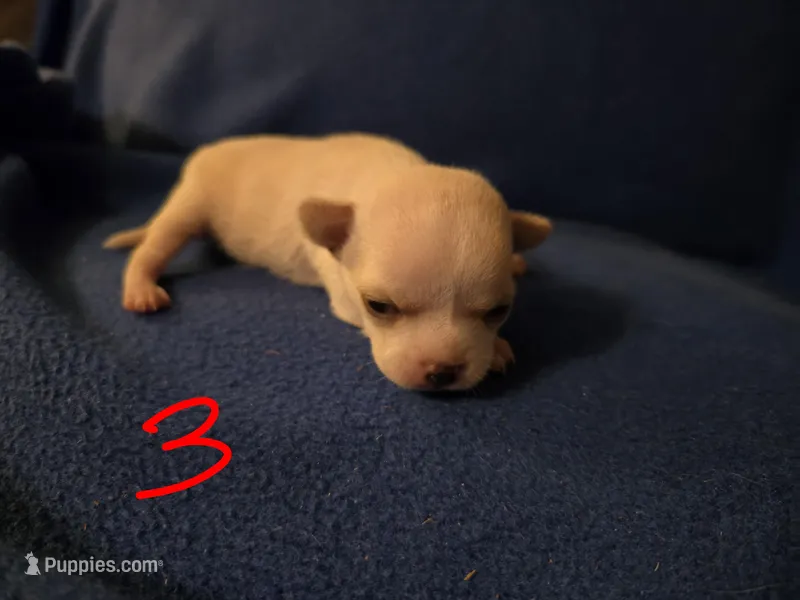 Bellatrix – Chihuahua puppy for sale in Crockett, TX