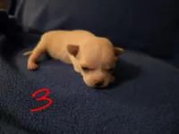 Bellatrix, a female Chihuahua for sale in Crockett, TX – Photo 1 of 9