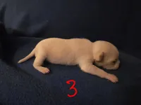 Bellatrix, a female Chihuahua for sale in Crockett, TX – Photo 2 of 9