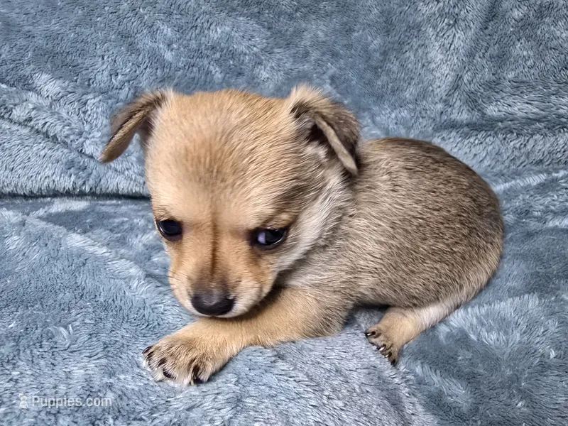 Koa-AKC – Chihuahua puppy for sale in Crockett, TX