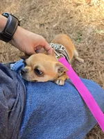 Dora, a female Chihuahua for sale in Crockett, TX – Photo 5 of 8