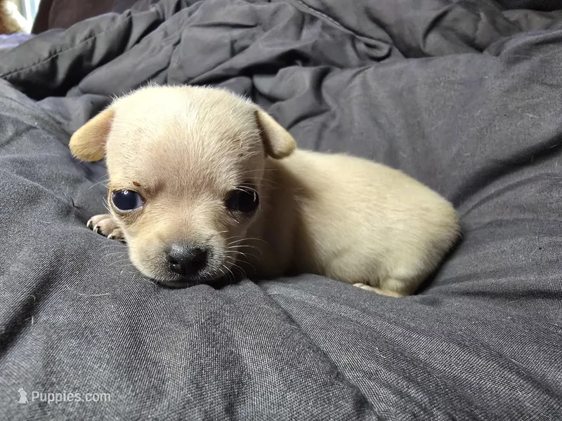 Dora – Chihuahua puppy for sale in Crockett, TX