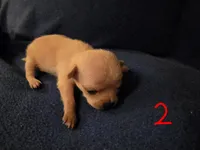 Dora, a female Chihuahua for sale in Crockett, TX – Photo 1 of 8