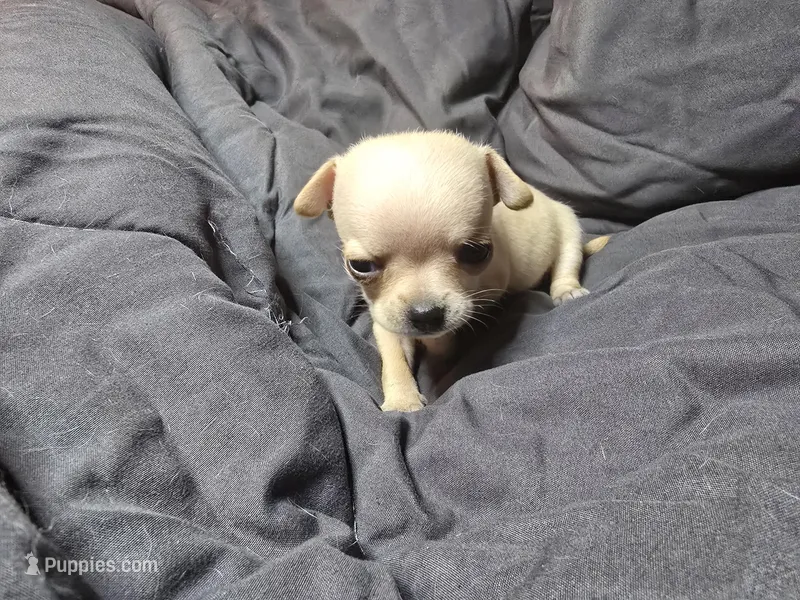 Dora – Chihuahua puppy on hold in Crockett, TX