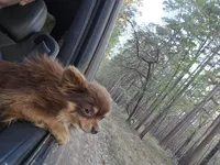 Dora, a female Chihuahua for sale in Crockett, TX – Photo 4 of 8