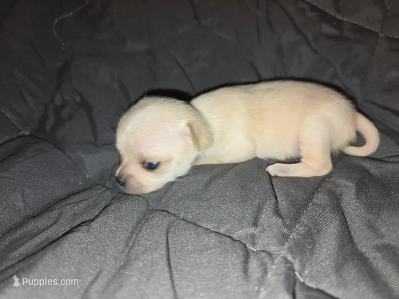 Dora – Chihuahua puppy for sale in Crockett, TX