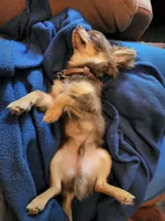 Dora, a female Chihuahua for sale in Crockett, TX – Photo 8 of 8