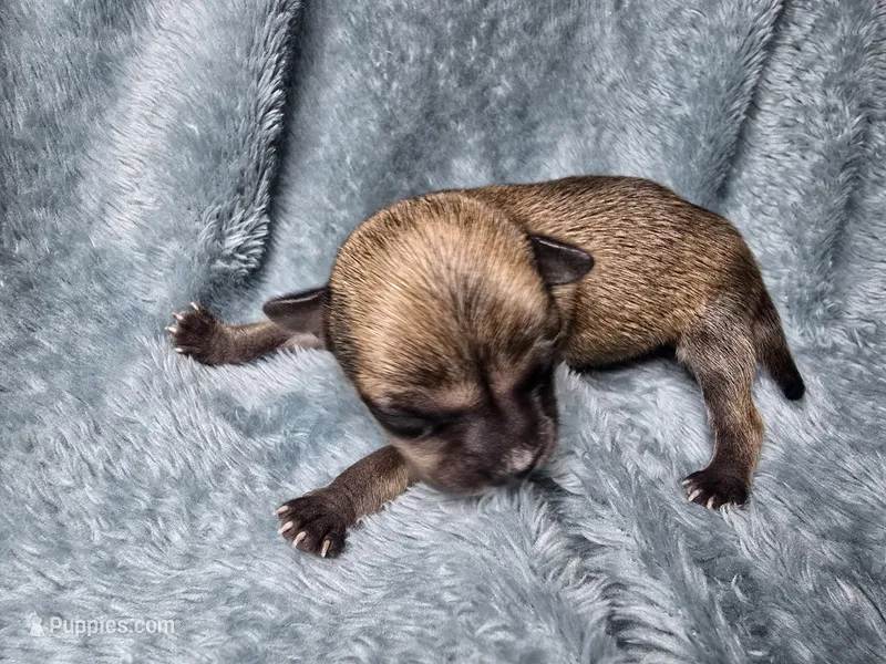 Koa-AKC – Chihuahua puppy for sale in Crockett, TX