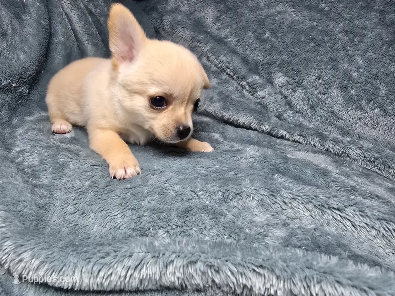 Ari-AKC – Chihuahua puppy for sale in Crockett, TX