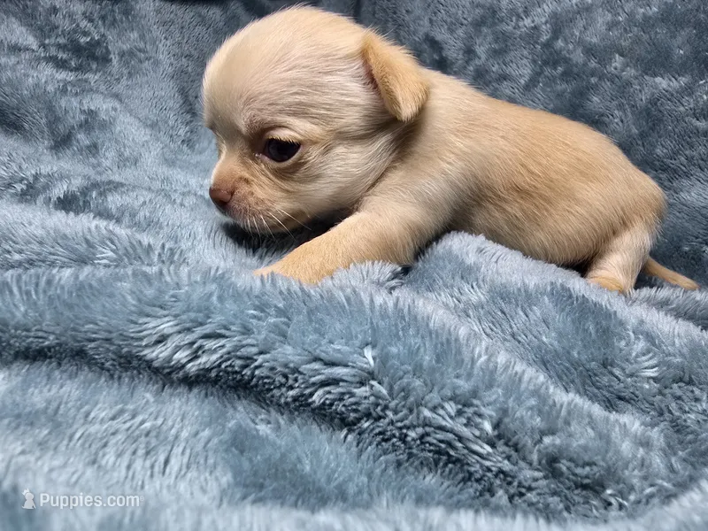 Vea-AKC – Chihuahua puppy on hold in Crockett, TX