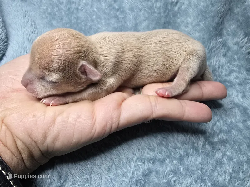 Rune-AKC – Chihuahua puppy for sale in Crockett, TX