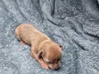 Rune-AKC, a male Chihuahua for sale in Crockett, TX – 3 of 8