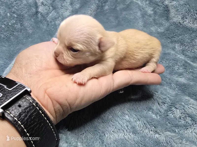 Vea-AKC – Chihuahua puppy for sale in Crockett, TX