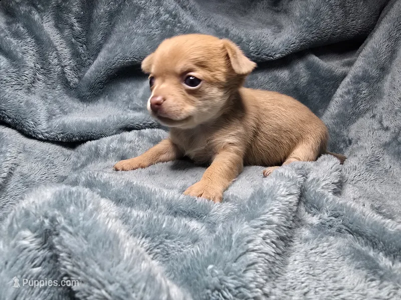 Rune-AKC – Chihuahua puppy for sale in Crockett, TX
