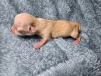 Vea-AKC, a female Chihuahua for sale in Crockett, TX – 3 of 7