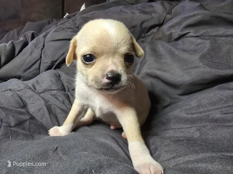 Agust D – Chihuahua puppy for sale in Crockett, TX
