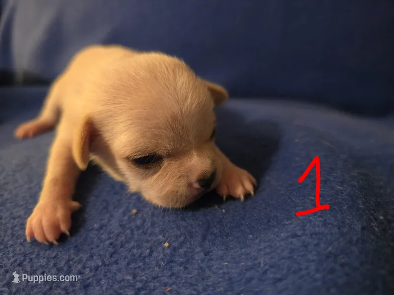 Agust D – Chihuahua puppy for sale in Crockett, TX