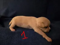 Agust D, a male Chihuahua for sale in Crockett, TX – Photo 2 of 9