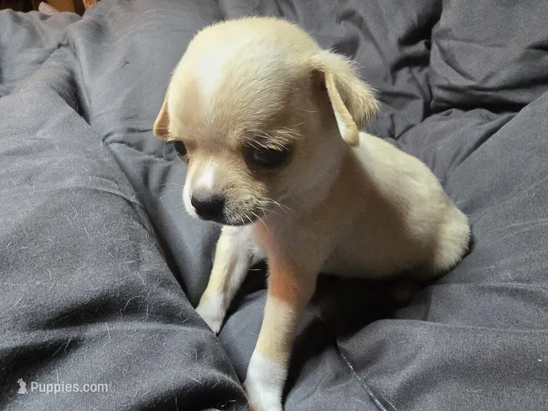 Agust D – Chihuahua puppy for sale in Crockett, TX