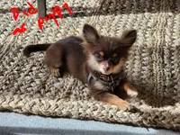 Agust D, a male Chihuahua for sale in Crockett, TX – Photo 7 of 9