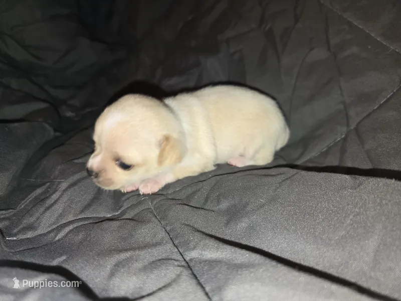 Agust D – Chihuahua puppy for sale in Crockett, TX
