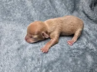 Rune-AKC, a male Chihuahua for sale in Crockett, TX – 2 of 8