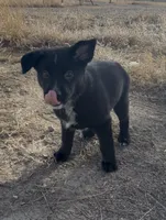 Buzz lightyear, a male Australian Cattle Dog and German Shepherd Dog for sale in Fort Collins, CO – Photo 4 of 5