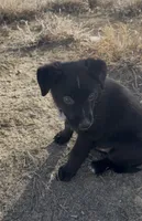 Buzz lightyear, a male Australian Cattle Dog and German Shepherd Dog for sale in Fort Collins, CO – Photo 2 of 5