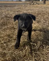 Buzz lightyear, a male Australian Cattle Dog and German Shepherd Dog for sale in Fort Collins, CO – Photo 3 of 5