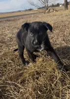 Buzz lightyear, a male Australian Cattle Dog and German Shepherd Dog for sale in Fort Collins, CO – Photo 5 of 5