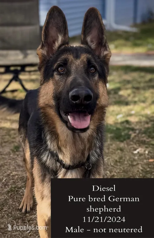 Diesel – German Shepherd Dog puppy for sale in Fort Collins, CO