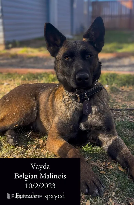 Vayda – Belgian Malinois puppy for sale in Fort Collins, CO