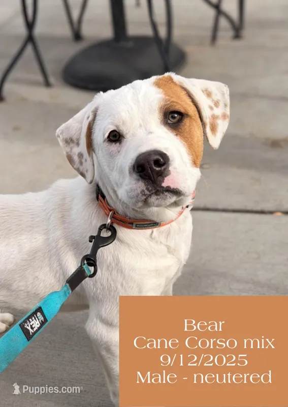 Bear – Cane Corso puppy for sale in Fort Collins, CO