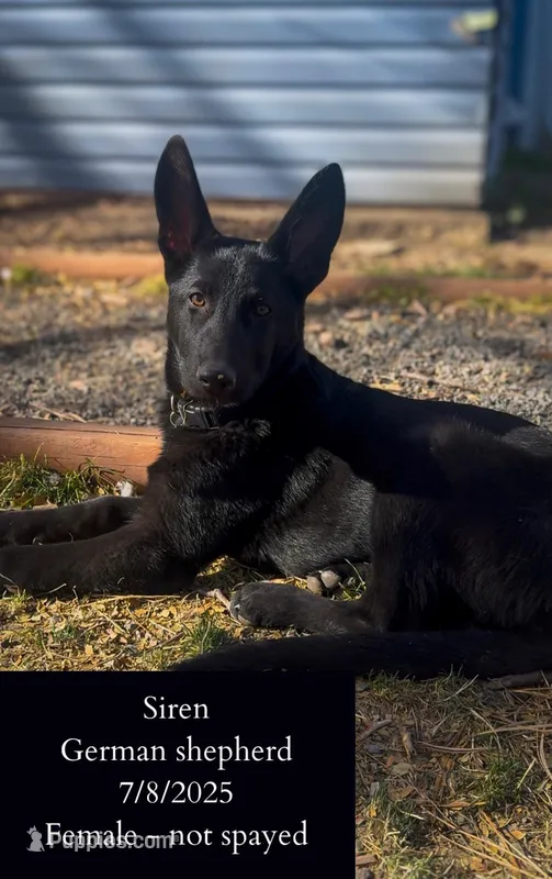 Siren – German Shepherd Dog puppy for sale in Fort Collins, CO