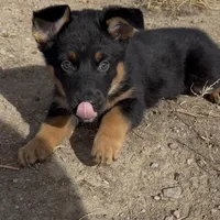 Goofy, a male German Shepherd Dog for sale in Fort Collins, CO – Photo 4 of 5