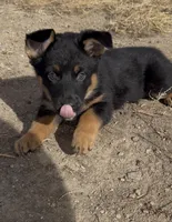 Goofy, a male Australian Cattle Dog and German Shepherd Dog for sale in Fort Collins, CO – Photo 4 of 5