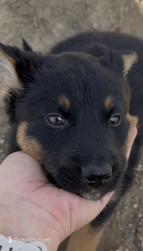 Goofy, a male Australian Cattle Dog and German Shepherd Dog for sale in Fort Collins, CO – Photo 1 of 5