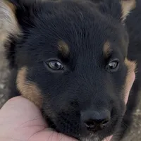 Goofy, a male German Shepherd Dog for sale in Fort Collins, CO – Photo 1 of 5