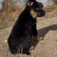 Goofy, a male German Shepherd Dog for sale in Fort Collins, CO – Photo 5 of 5