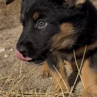 Goofy, a male German Shepherd Dog for sale in Fort Collins, CO – Photo 3 of 5