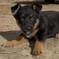Goofy, a male German Shepherd Dog for sale in Fort Collins, CO – Photo 2 of 5