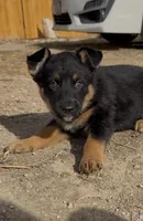 Goofy, a male Australian Cattle Dog and German Shepherd Dog for sale in Fort Collins, CO – Photo 2 of 5