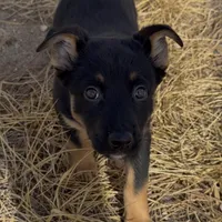 Tarzan, a male German Shepherd Dog for sale in Fort Collins, CO – Photo 1 of 5