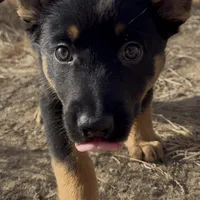 Tarzan, a male German Shepherd Dog for sale in Fort Collins, CO – Photo 2 of 5