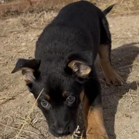 Tarzan, a male German Shepherd Dog for sale in Fort Collins, CO – Photo 5 of 5
